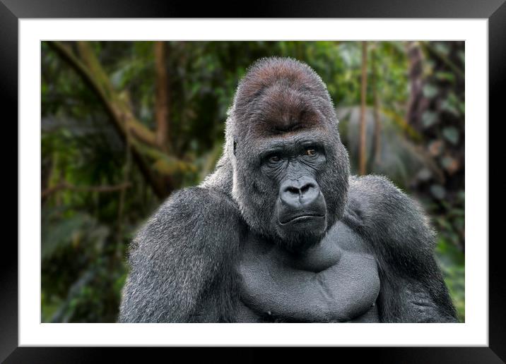 Silverback Gorilla Framed Mounted Print by Arterra 