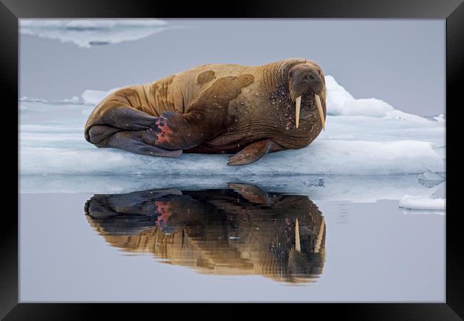 Walrus in Svalbard Framed Print by Arterra 