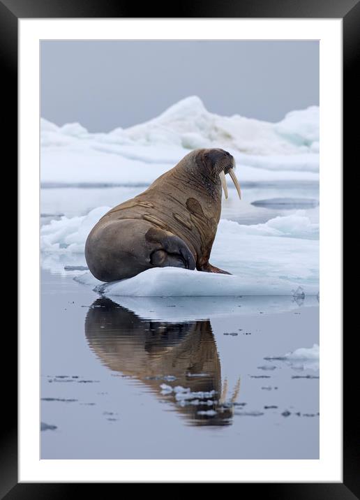 Walrus in Spitsbergen Framed Mounted Print by Arterra 