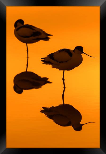 Two Pied Avocets at Sunset Framed Print by Arterra 