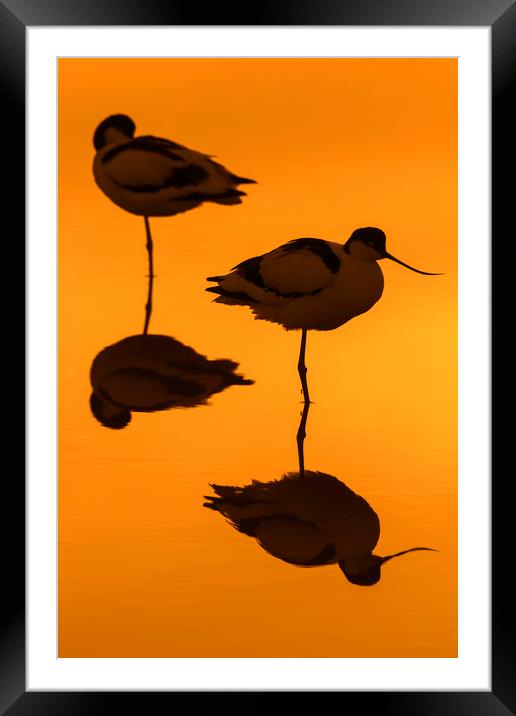 Two Pied Avocets at Sunset Framed Mounted Print by Arterra 