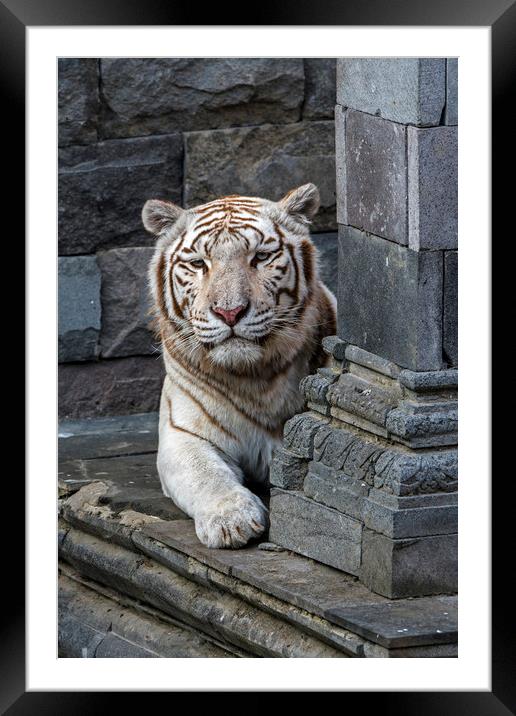 White Tiger in Temple Framed Mounted Print by Arterra 
