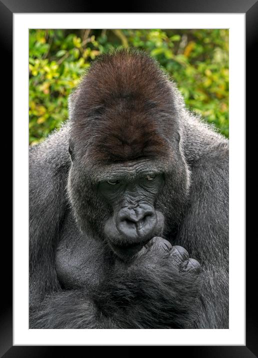 Silverback Gorilla Close Up Portrait Framed Mounted Print by Arterra 