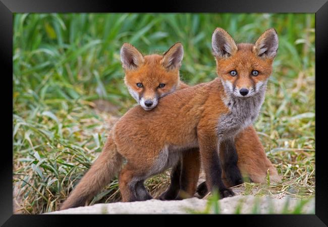 Two Red Fox Kits Framed Print by Arterra 