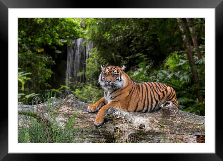 Sumatran Tiger and Waterfall Framed Mounted Print by Arterra 