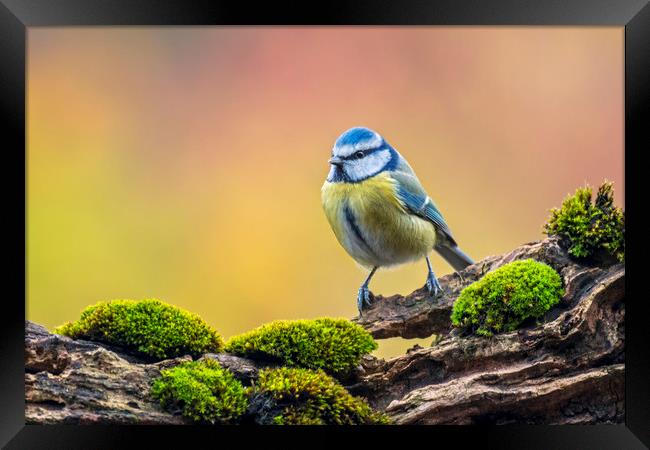 Blue Tit Framed Print by Arterra 