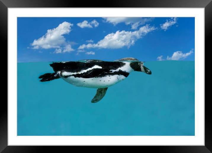 Swimming Penguin Framed Mounted Print by Arterra 
