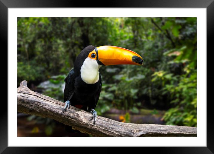 Toco Toucan Framed Mounted Print by Arterra 