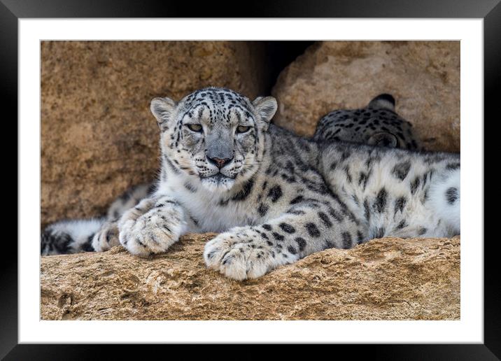 Snow Leopard  Framed Mounted Print by Arterra 