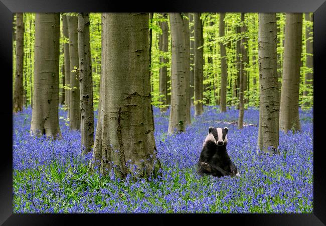 Badger in Bluebell Forest Framed Print by Arterra 