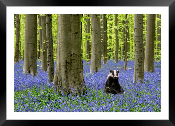 Badger in Bluebell Forest Framed Mounted Print by Arterra 