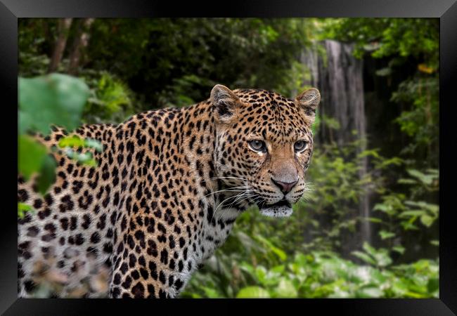 Javan Leopard and Waterfall Framed Print by Arterra 