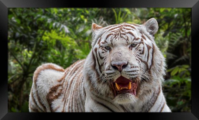 White Tiger in Jungle Framed Print by Arterra 