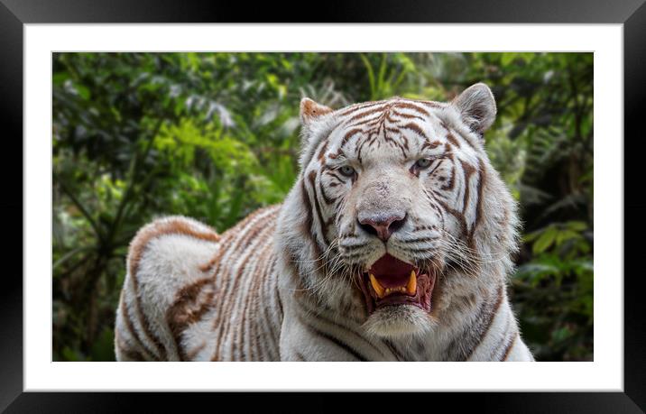 White Tiger in Jungle Framed Mounted Print by Arterra 