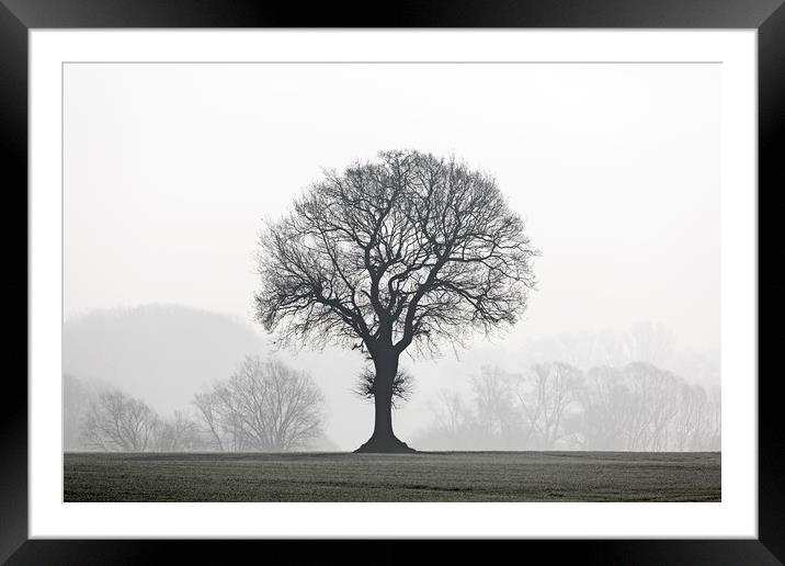 English Oak Tree in Mist Framed Mounted Print by Arterra 