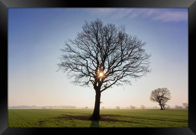 English Oak Tree at Sunrise Framed Print by Arterra 