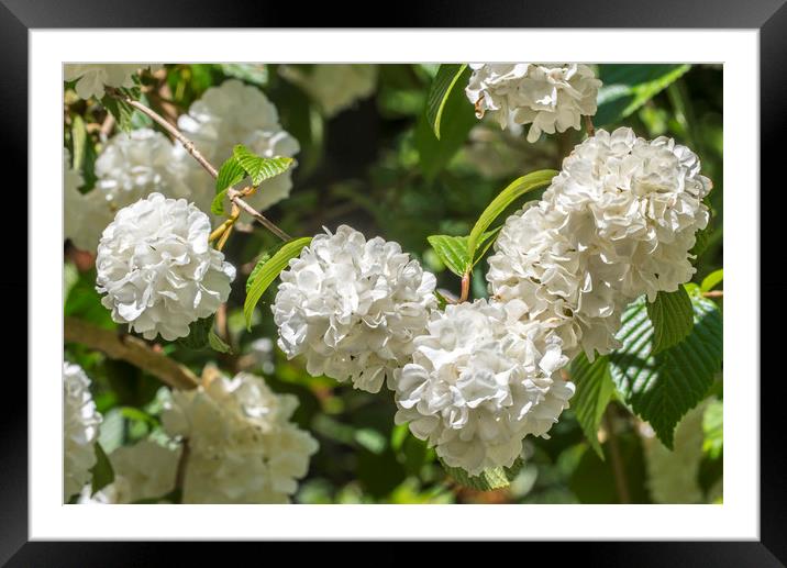 Viburnum plicatum Thunberg's Original Framed Mounted Print by Arterra 