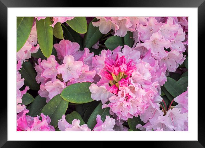 Rhododendron Comte du Parc Framed Mounted Print by Arterra 