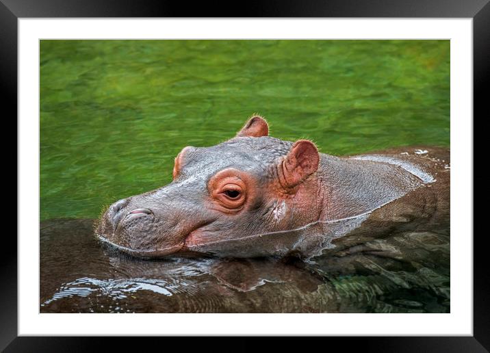 Baby Hippo Framed Mounted Print by Arterra 