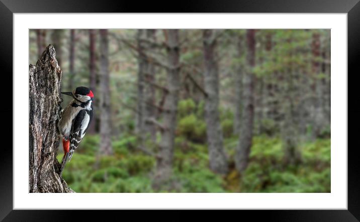 Great Spotted Woodpecker Framed Mounted Print by Arterra 