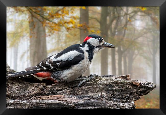 Great Spotted Woodpecker in Autumn Forest Framed Print by Arterra 