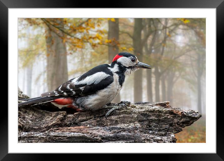 Great Spotted Woodpecker in Autumn Forest Framed Mounted Print by Arterra 