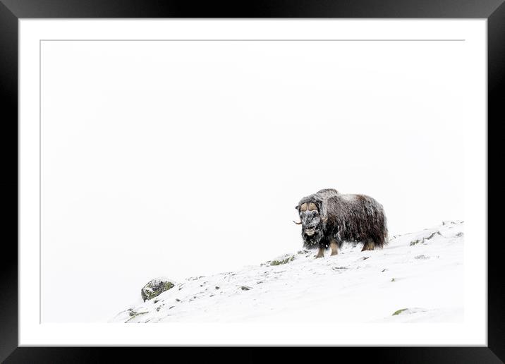 Muskox on the Tundra Framed Mounted Print by Arterra 
