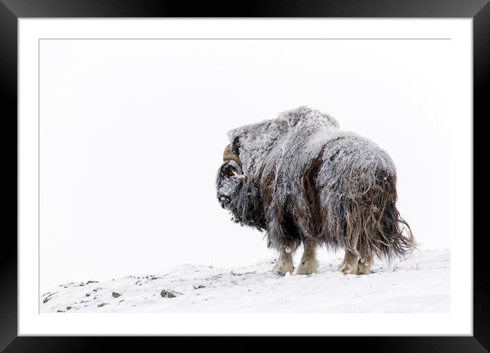 Muskox Bull in Winter Framed Mounted Print by Arterra 