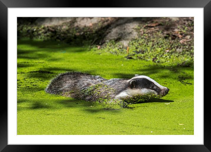 European Badger Swimming in Pond Framed Mounted Print by Arterra 