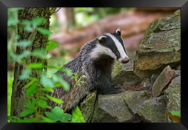 European Badger on Pile of Rocks Framed Print by Arterra 