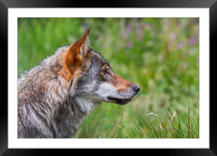 European Grey Wolf Framed Mounted Print by Arterra 