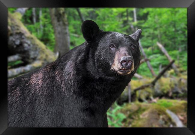 American Black Bear in Forest Framed Print by Arterra 