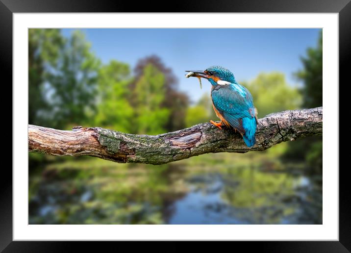 Common Kingfisher with Stickleback Framed Mounted Print by Arterra 