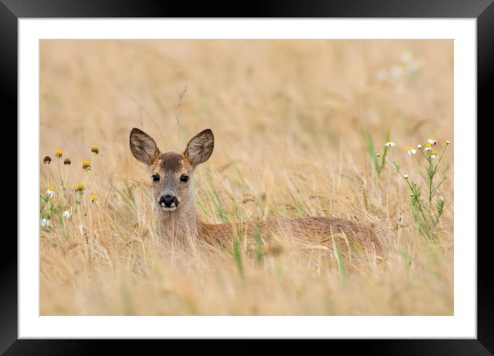 Roe Deer Fawn in Wheat Field Framed Mounted Print by Arterra 