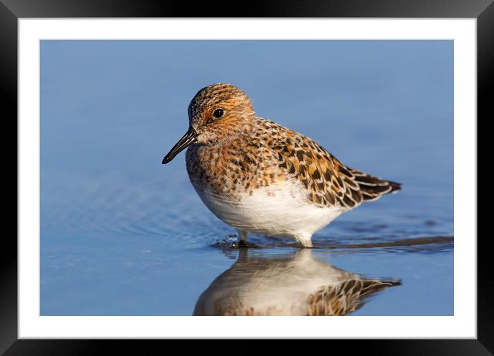 Sanderling Framed Mounted Print by Arterra 