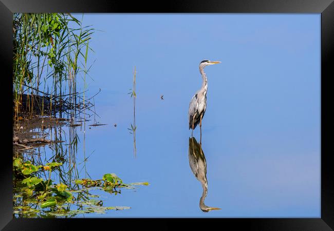 Grey Heron and Reed Bed Framed Print by Arterra 