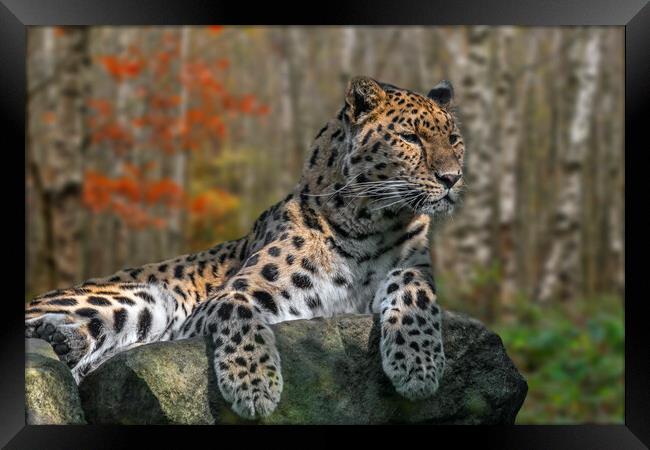 Amur Leopard Framed Print by Arterra 