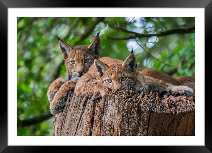 Two Young Lynxes Framed Mounted Print by Arterra 
