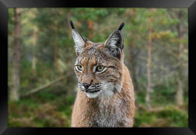 Lynx in Forest Framed Print by Arterra 