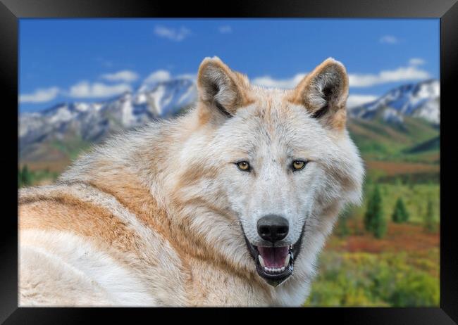 Alaskan Timber Wolf Framed Print by Arterra 