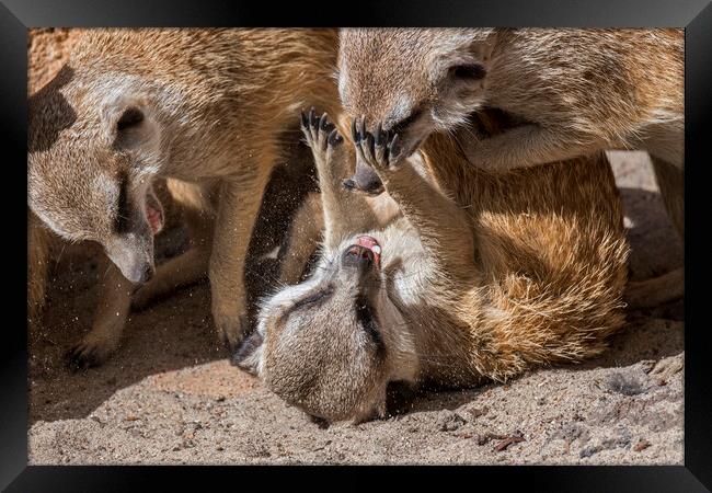 Fighting Meerkats Framed Print by Arterra 