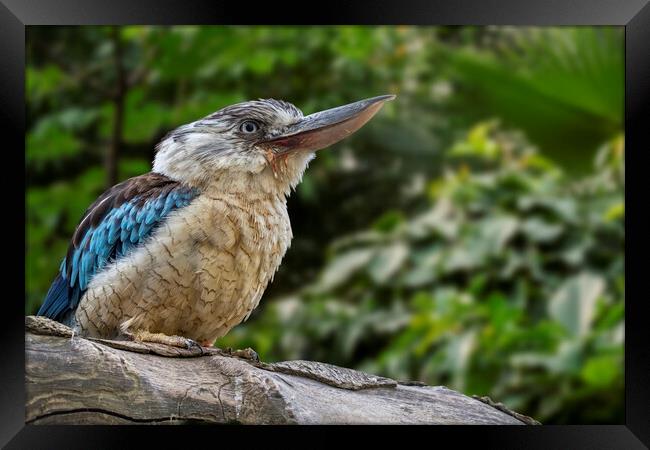 Blue-winged Kookaburra Framed Print by Arterra 
