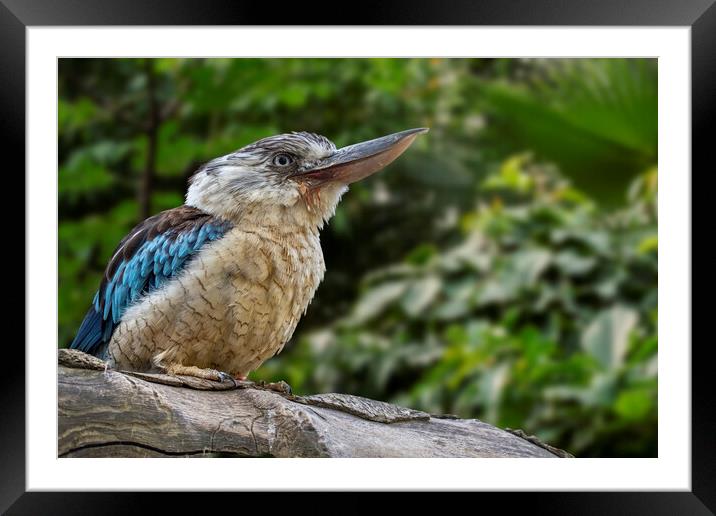 Blue-winged Kookaburra Framed Mounted Print by Arterra 