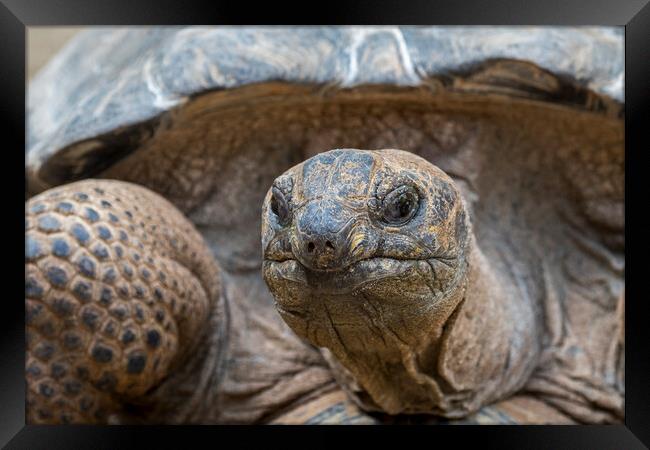 Aldabra Giant Tortoise Framed Print by Arterra 