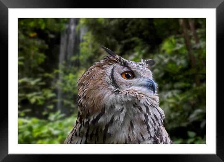 Indian Eagle Owl Framed Mounted Print by Arterra 