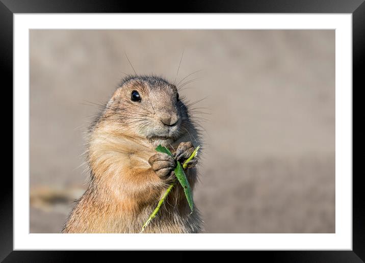 Prairie Dog Framed Mounted Print by Arterra 