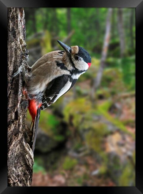 Great Spotted Woodpecker in Forest Framed Print by Arterra 