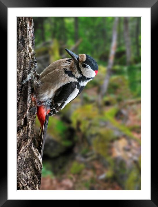Great Spotted Woodpecker in Forest Framed Mounted Print by Arterra 
