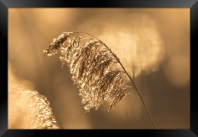 Reed Seedhead at Sunset Framed Print by Arterra 