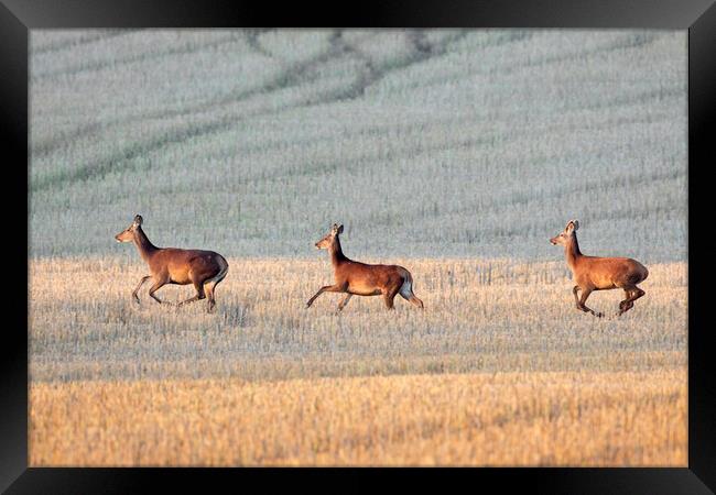 Red Deer Crossing Stubble Field Framed Print by Arterra 